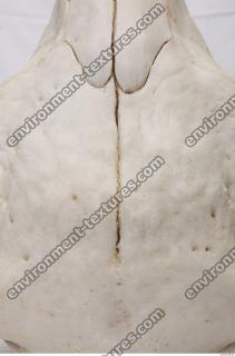 Photo Reference of Animal Skull